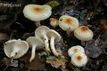 Hygrophorus lindtneri